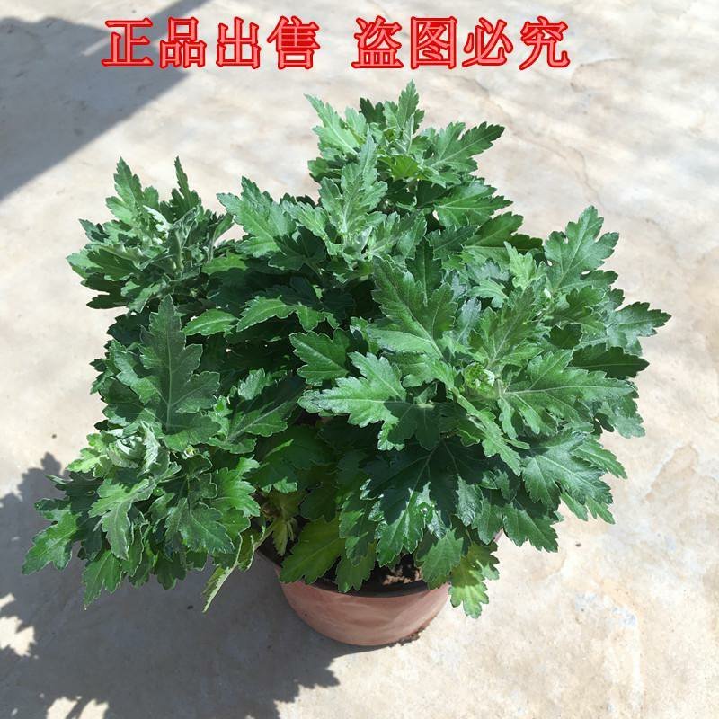 大菊花苗[12棵送肥料]四季开花杭州白菊食用菊花盆栽室内