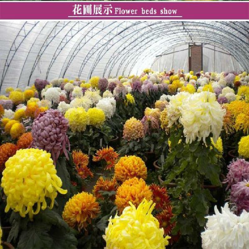 大菊花苗[12棵送肥料]四季开花杭州白菊食用菊花盆栽室内
