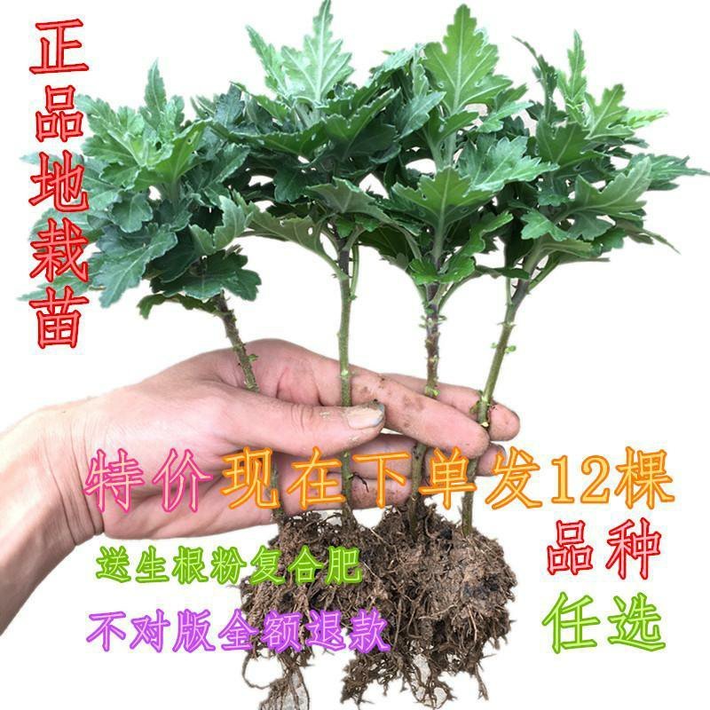 大菊花苗[12棵送肥料]四季开花杭州白菊食用菊花盆栽室内