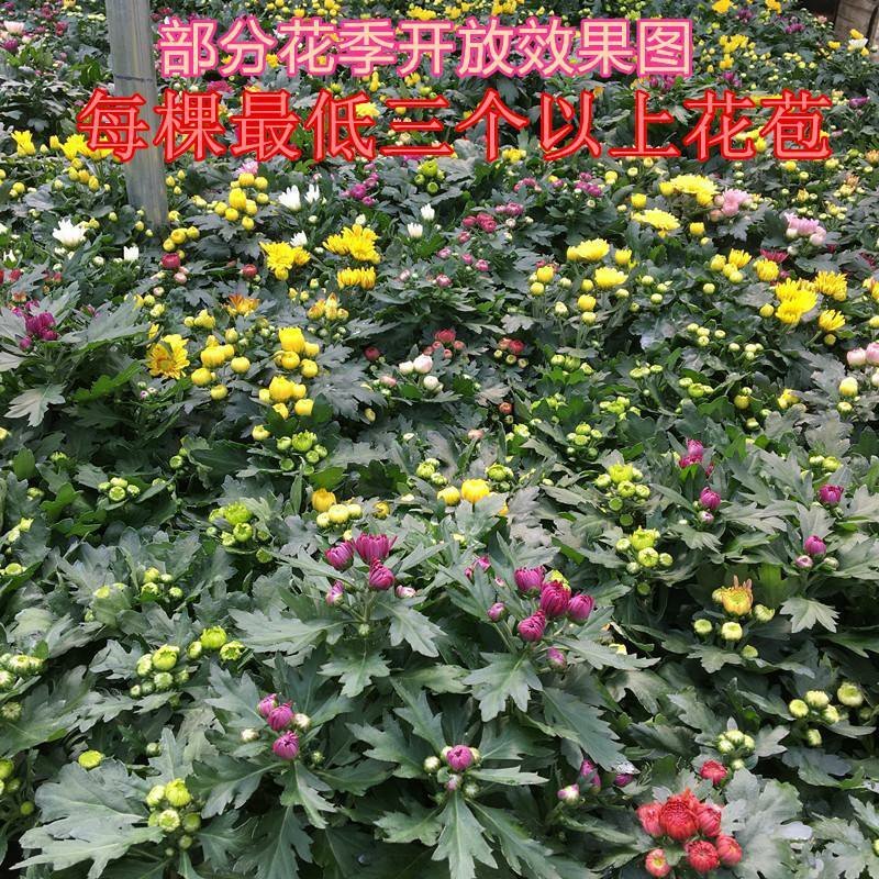 大菊花苗[12棵送肥料]四季开花杭州白菊食用菊花盆栽室内