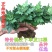 大菊花苗[12棵送肥料]四季开花杭州白菊食用菊花盆栽室内