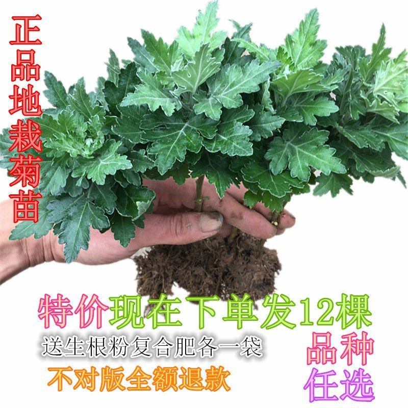大菊花苗[12棵送肥料]四季开花杭州白菊食用菊花盆栽室内