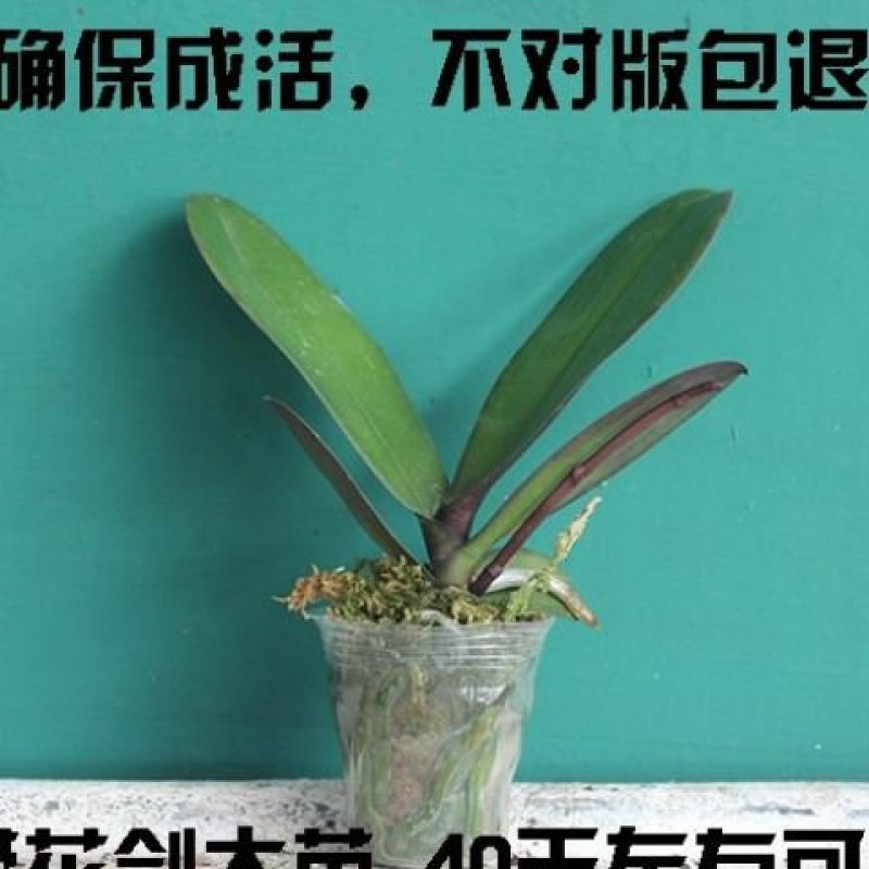 精品大花蝴蝶兰花苗室内盆栽绿植花卉植物四季开花耐