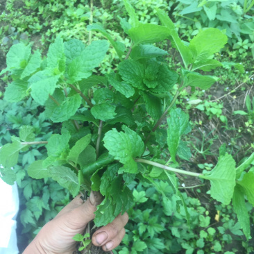 1元2棵食用柠檬薄荷苗带根发货