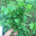 1元2棵食用柠檬薄荷苗带根发货