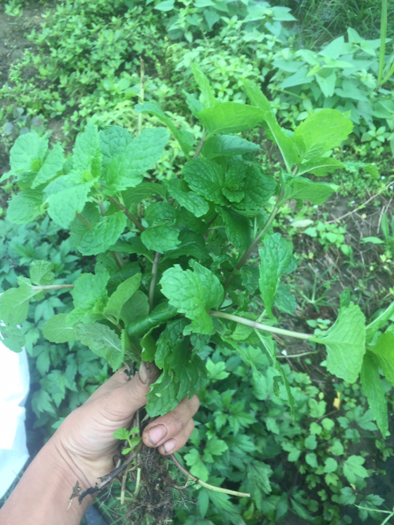 1元2棵食用柠檬薄荷苗带根发货