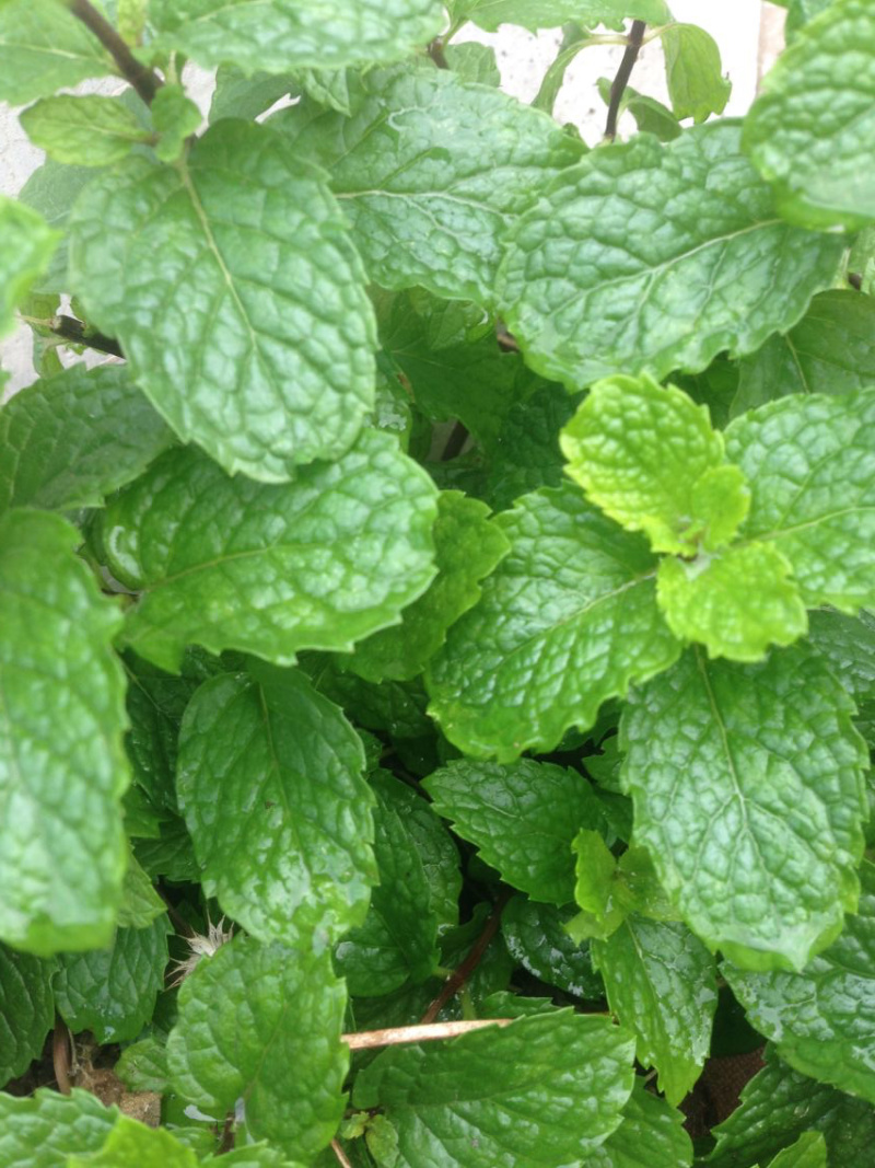 1元2棵食用柠檬薄荷苗带根发货