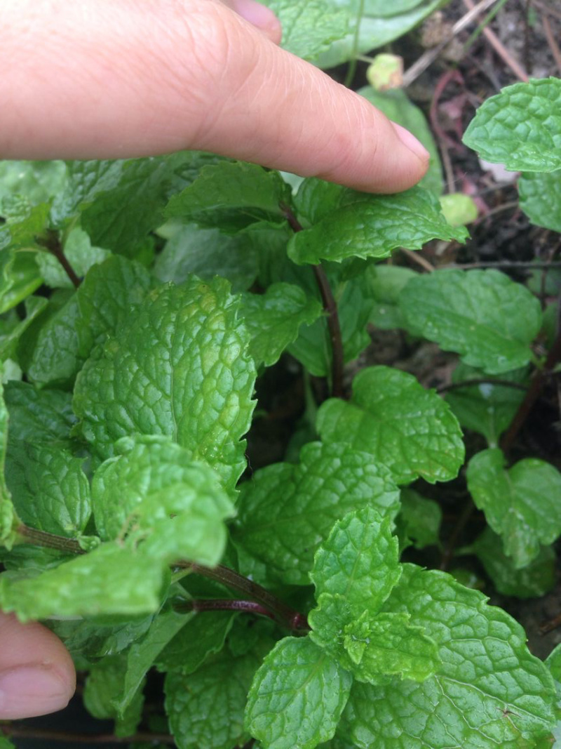 1元2棵食用柠檬薄荷苗带根发货