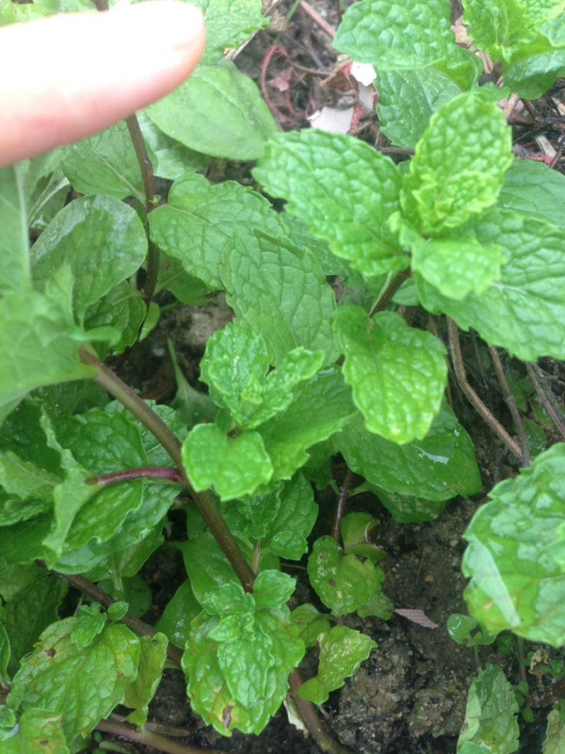 1元2棵食用柠檬薄荷苗带根发货