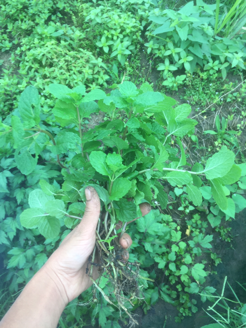1元2棵食用柠檬薄荷苗带根发货