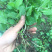 1元2棵食用柠檬薄荷苗带根发货
