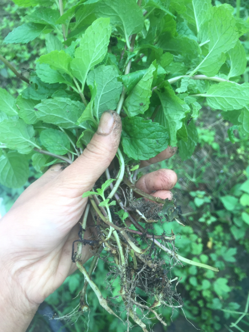 1元2棵食用柠檬薄荷苗带根发货