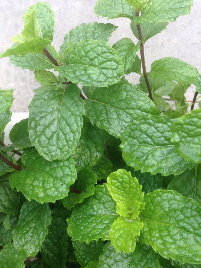 1元2棵食用柠檬薄荷苗带根发货