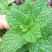 1元2棵食用柠檬薄荷苗带根发货