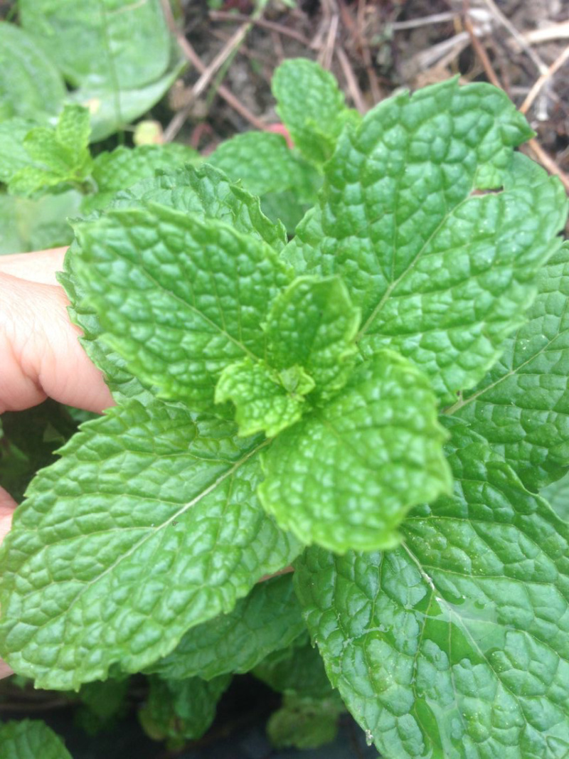 1元2棵食用柠檬薄荷苗带根发货