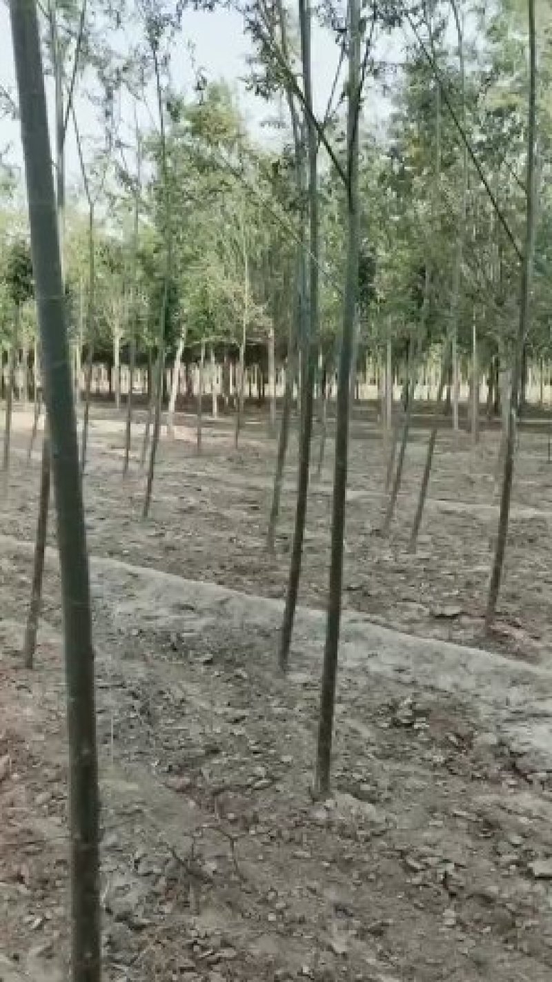 【牛商推荐】柳树苗，垂柳苗，金丝垂柳苗苗木种苗1一5公分