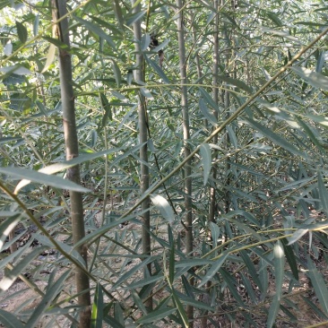 【牛商推荐】柳树苗，垂柳苗，金丝垂柳苗苗木种苗1一5公分