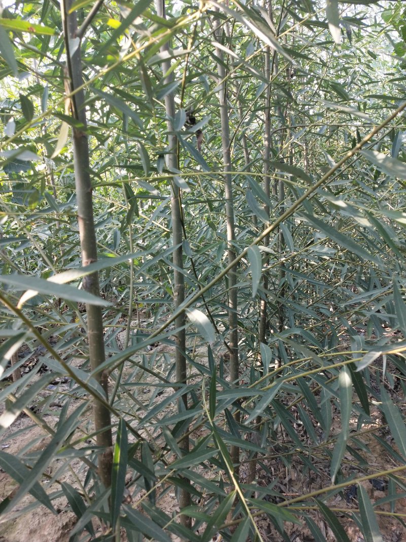 【牛商推荐】柳树苗，垂柳苗，金丝垂柳苗苗木种苗1一5公分