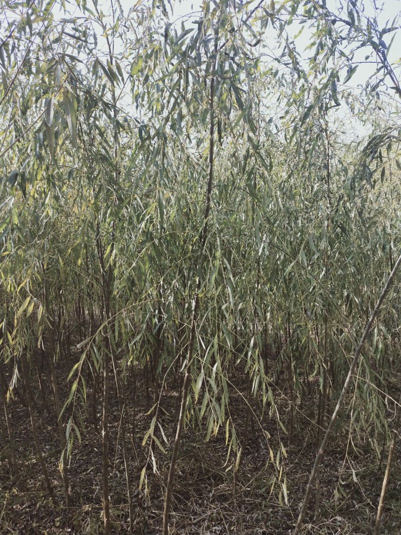 【牛商推荐】柳树苗，垂柳苗，金丝垂柳苗苗木种苗1一5公分