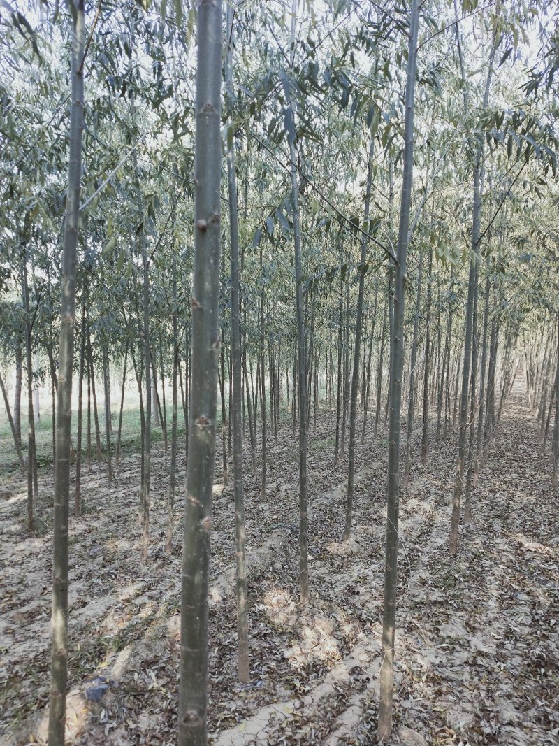 【牛商推荐】柳树苗，垂柳苗，金丝垂柳苗苗木种苗1一5公分