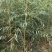 【牛商推荐】柳树苗，垂柳苗，金丝垂柳苗苗木种苗1一5公分