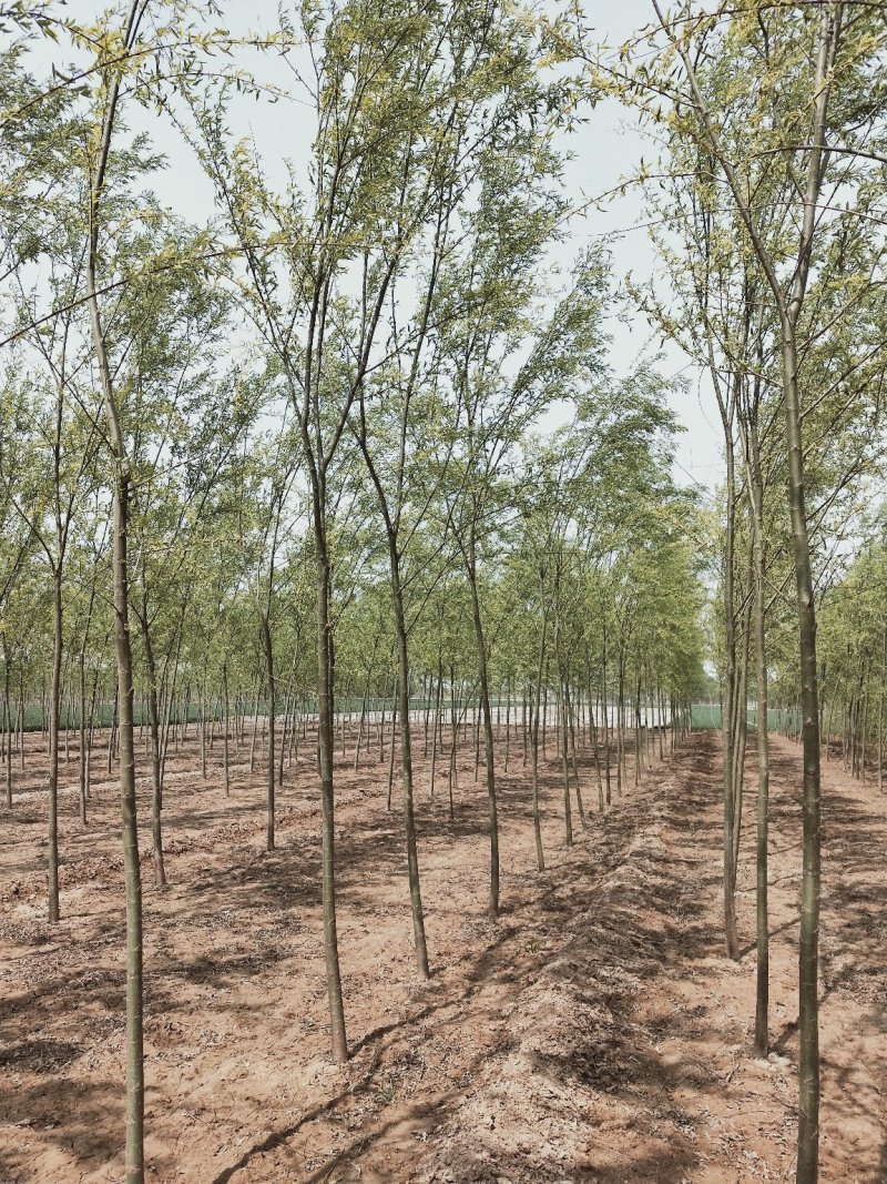 【牛商推荐】柳树苗，垂柳苗，金丝垂柳苗苗木种苗1一5公分