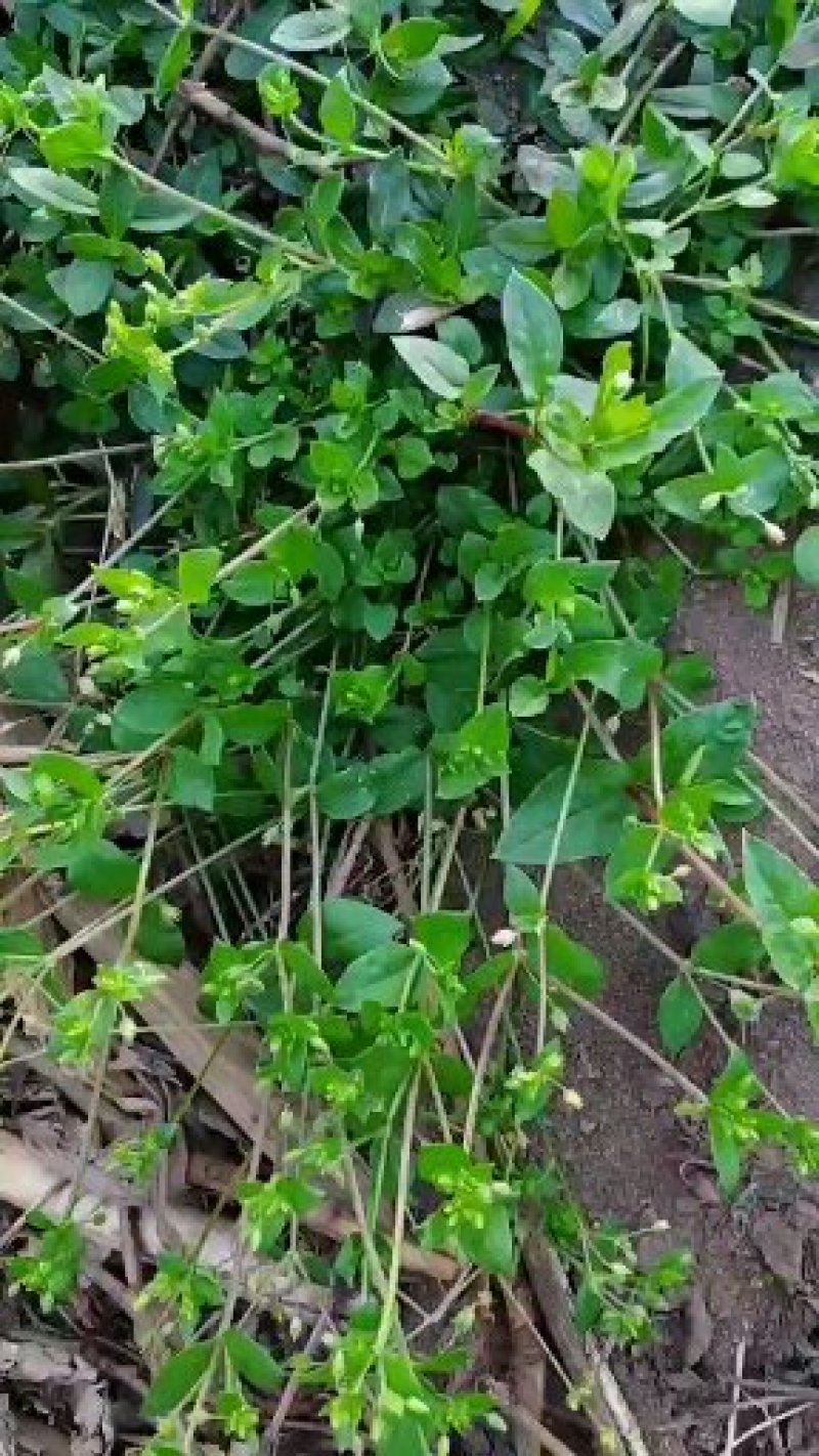 贵州毕节可乐乡古夜郎大山野生鹅肠菜野生全草下单现采现
