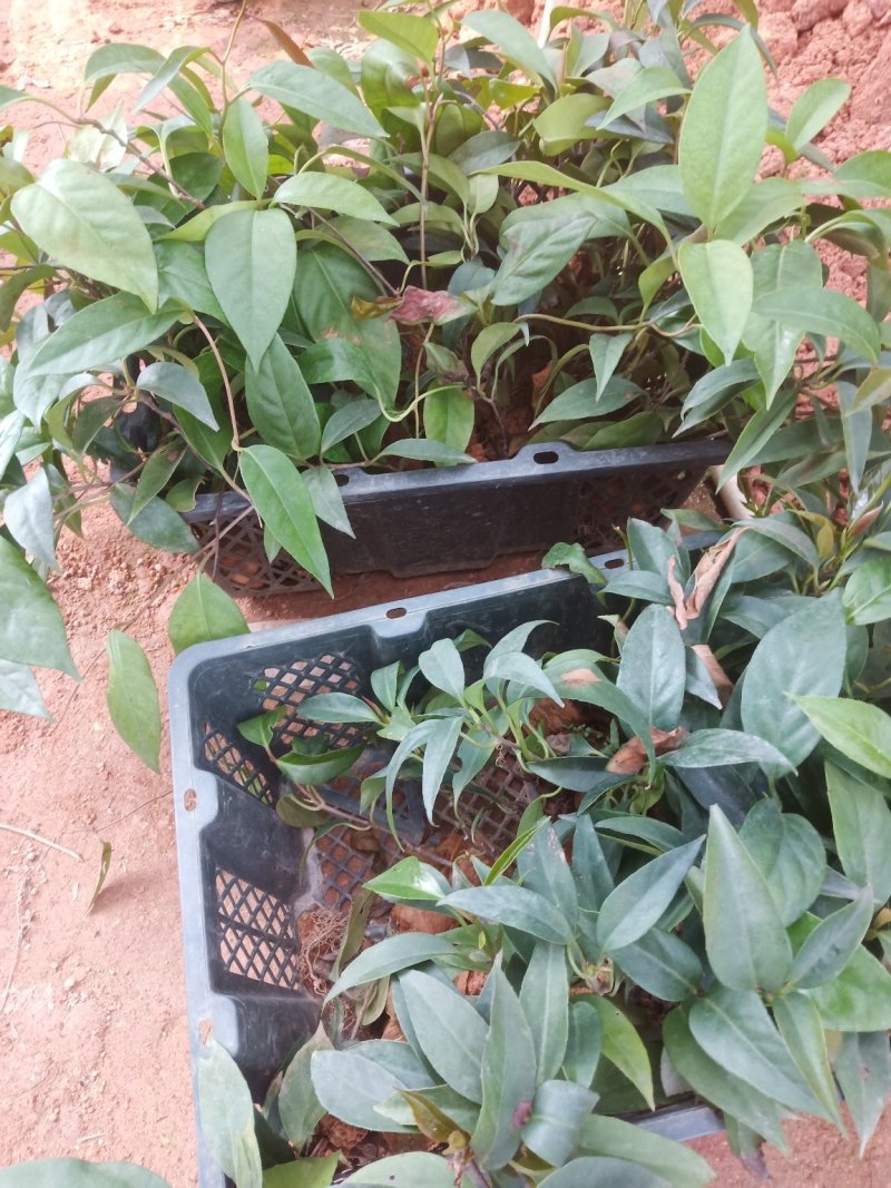 黑老虎苗，又名布福娜！海风滕果