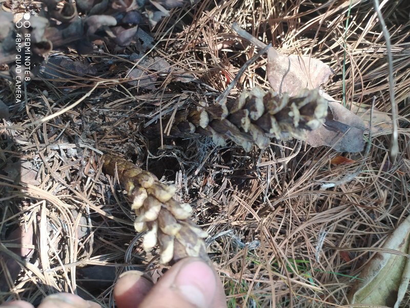 贵州毕节可乐古夜郎大山高山野生不老草草苁蓉