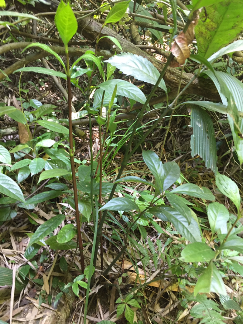 大山深处草珊瑚苗非种植