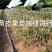 黄皮果苗（黑黄皮嫁接苗）