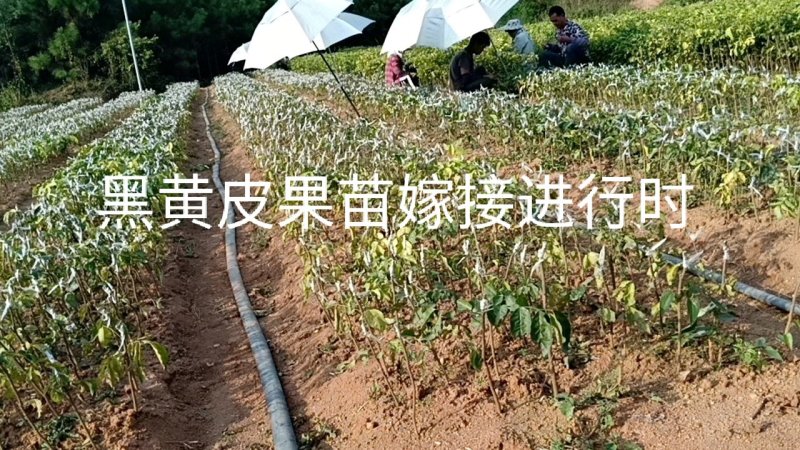黄皮果苗（黑黄皮嫁接苗）