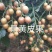 黄皮果苗（黑黄皮嫁接苗）