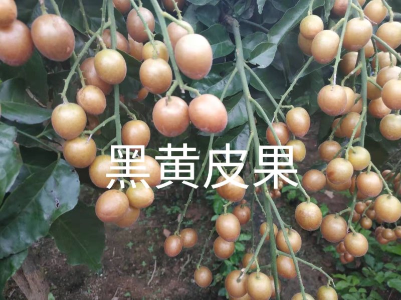 黄皮果苗（黑黄皮嫁接苗）
