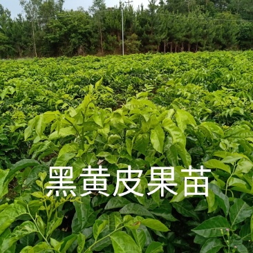 黄皮果苗（黑黄皮嫁接苗）