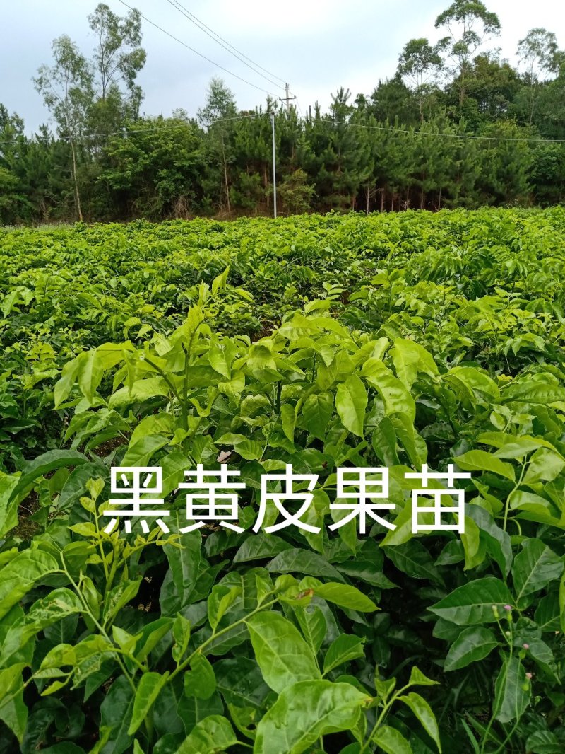 黄皮果苗（黑黄皮嫁接苗）