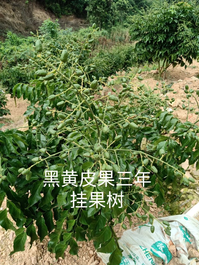 黄皮果苗（黑黄皮嫁接苗）