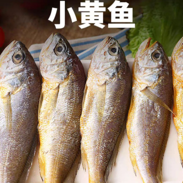 新鲜速冻小黄鱼小黄鱼新鲜速冻发货码头发货