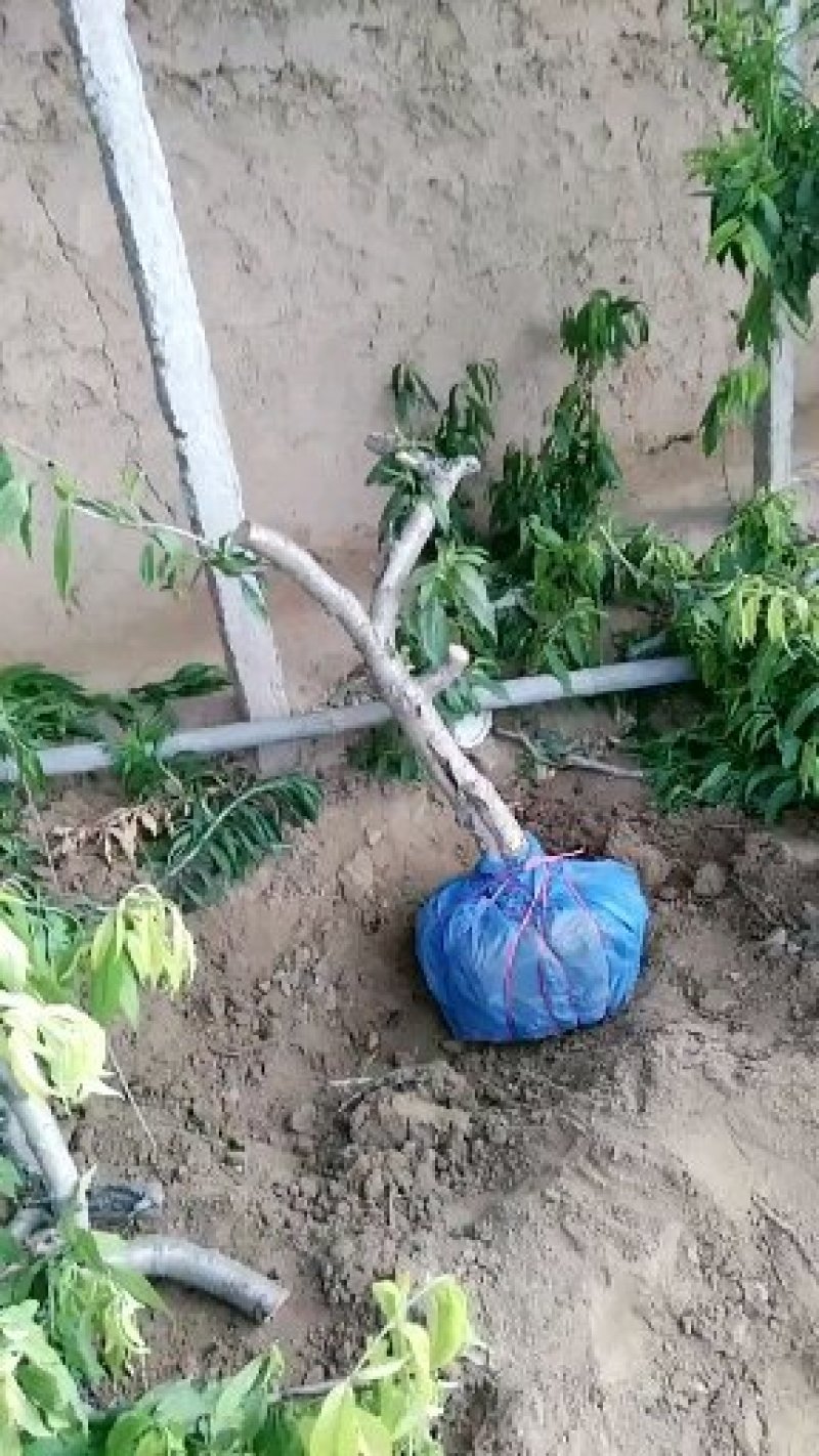 【山东桃树苗】占地桃树基地直发量大从优可视频看货欢迎来电洽谈