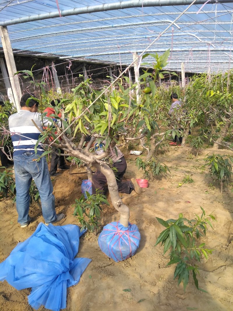 【山东桃树苗】占地桃树基地直发量大从优可视频看货欢迎来电洽谈