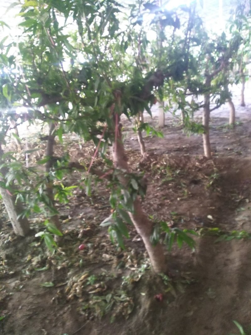 【山东桃树苗】占地桃树基地直发量大从优可视频看货欢迎来电洽谈