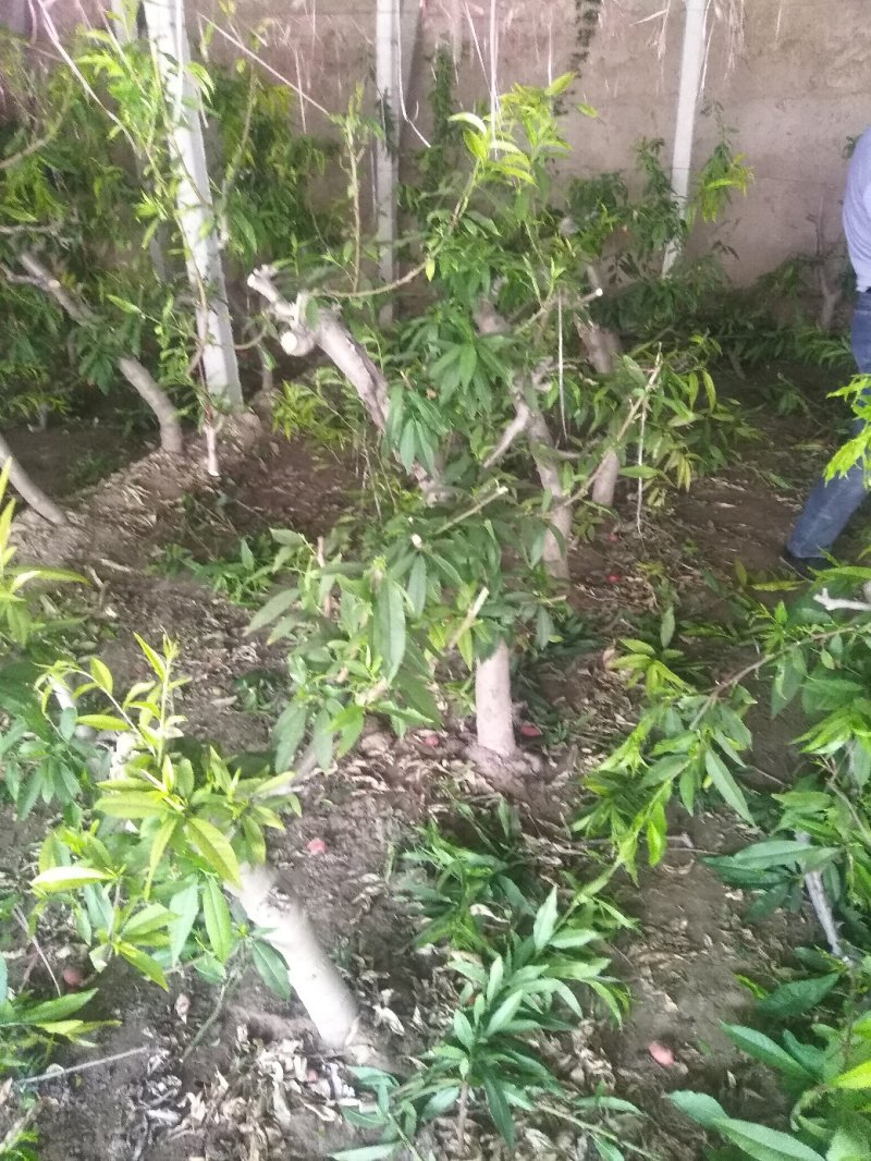 【山东桃树苗】占地桃树基地直发量大从优可视频看货欢迎来电洽谈