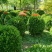 （热销优质）1米胶东卫矛球大量现货另出售各种规格毛球实球