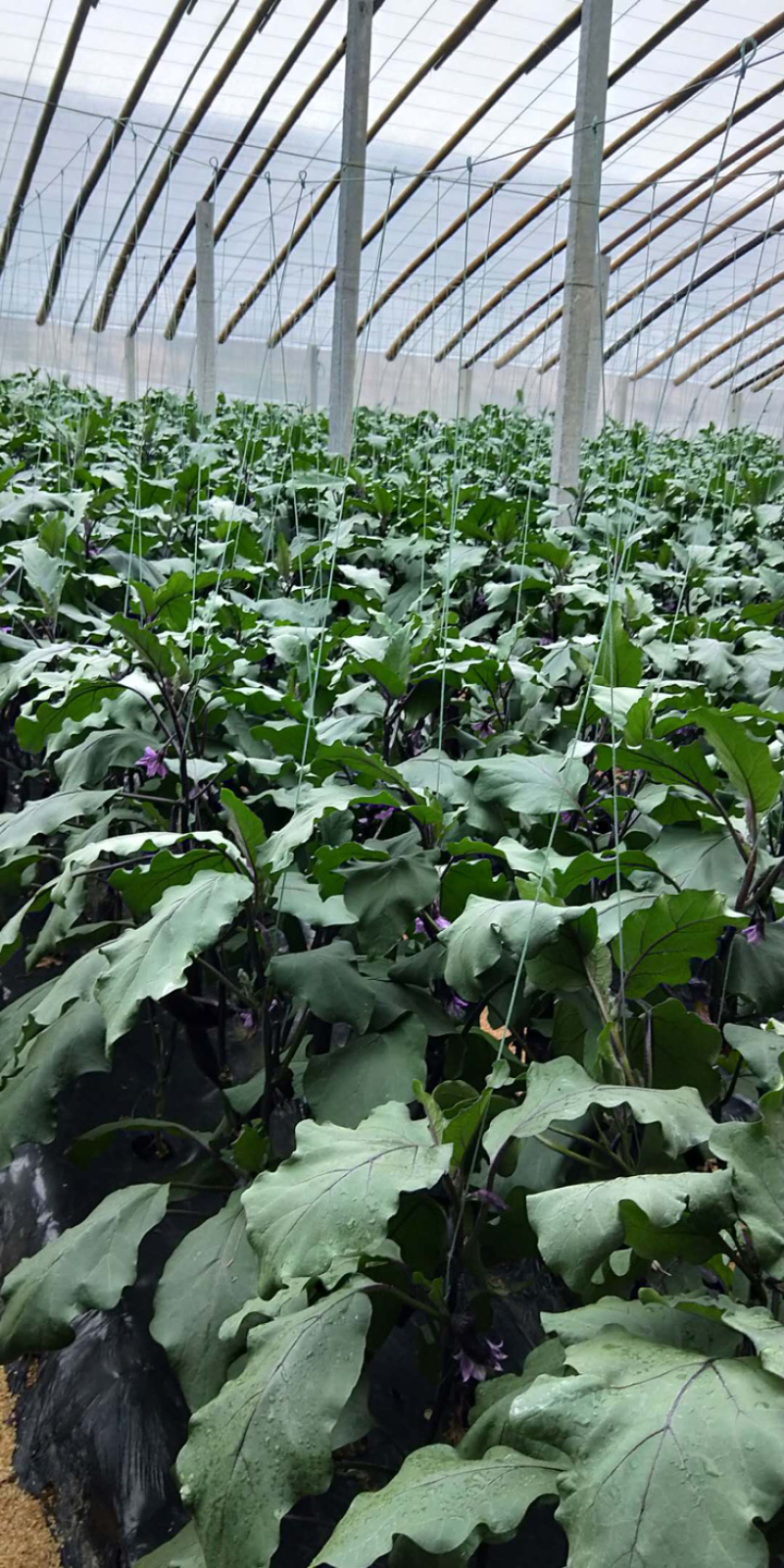 【发酵大豆肥】80斤装寿光品牌（山东省外包到县市区自提）