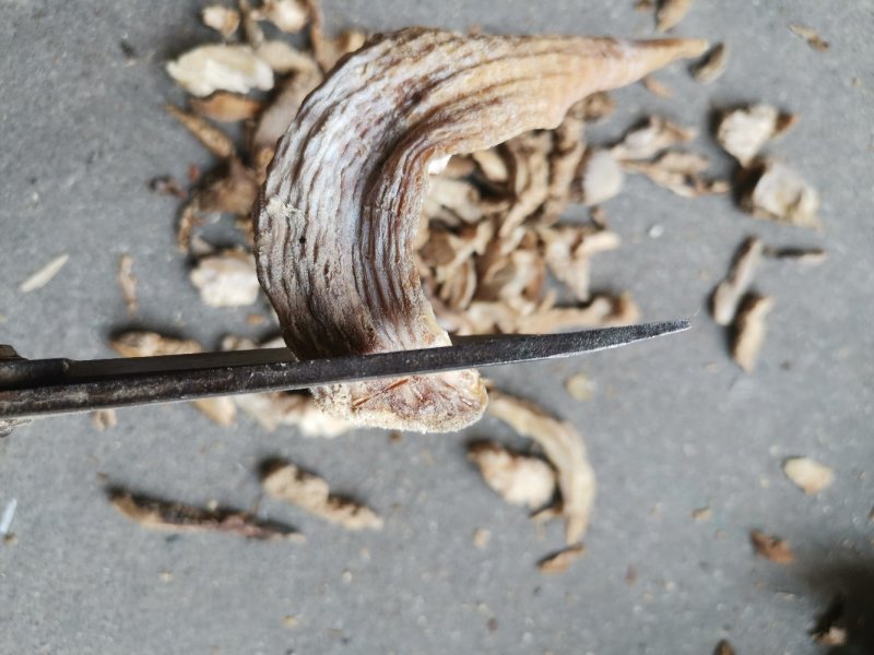 竹笋干笋尖