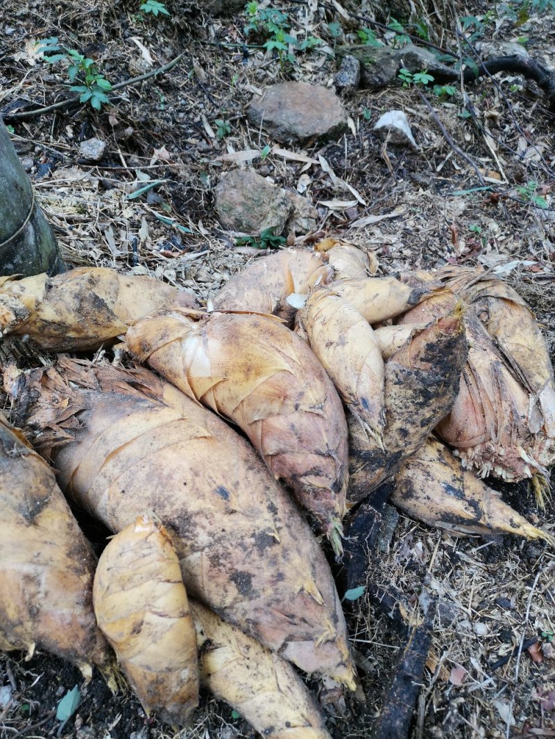竹笋干笋尖
