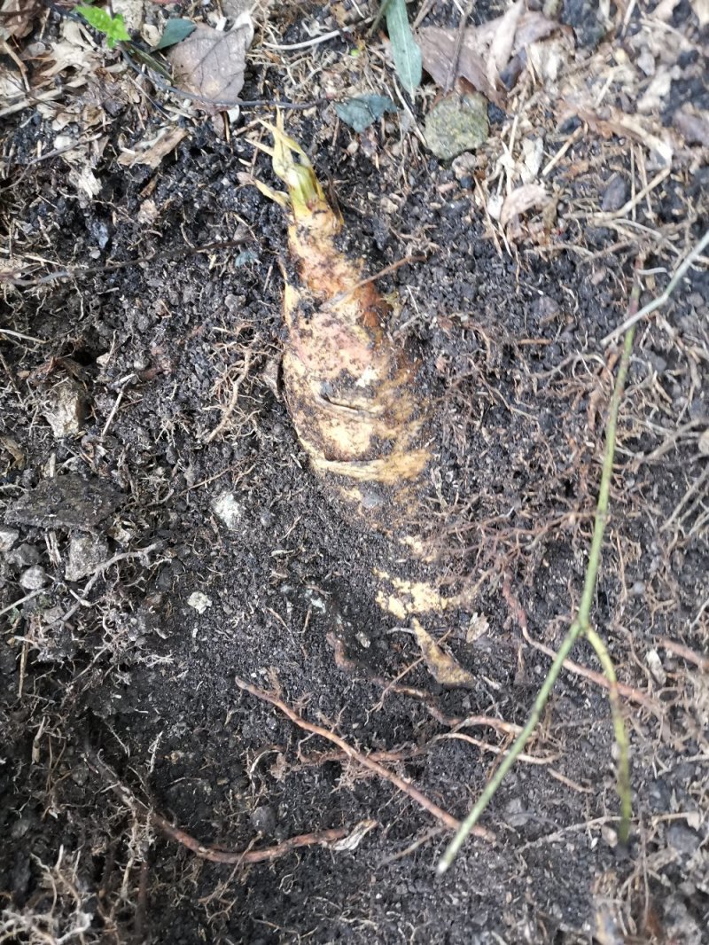 竹笋干笋尖
