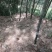 竹笋干笋尖