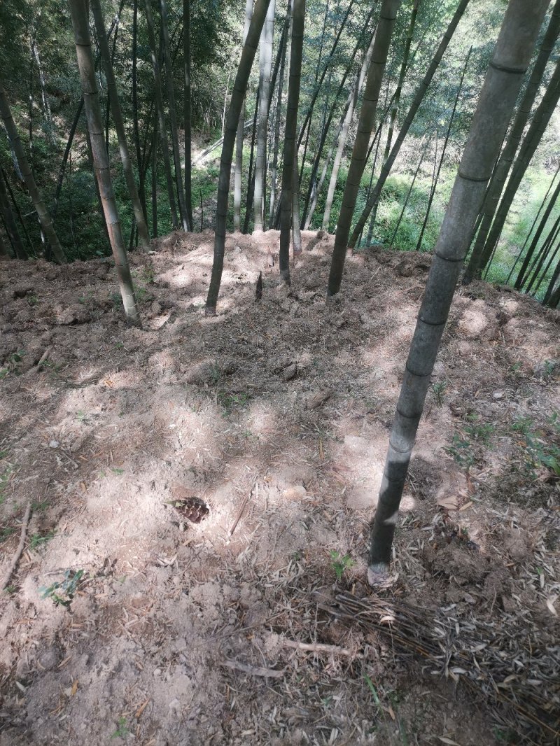 竹笋干笋尖