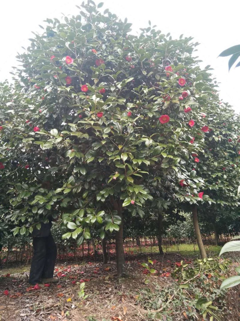 茶花耐寒一手货源大量批发诚信经营，农户一手货源